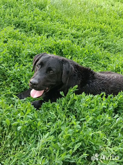 Отдам бесплатно собаку