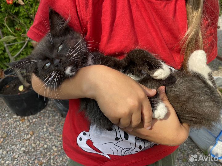 Котеночек в добрые руки