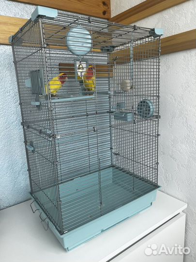 Попугаи неразлучники