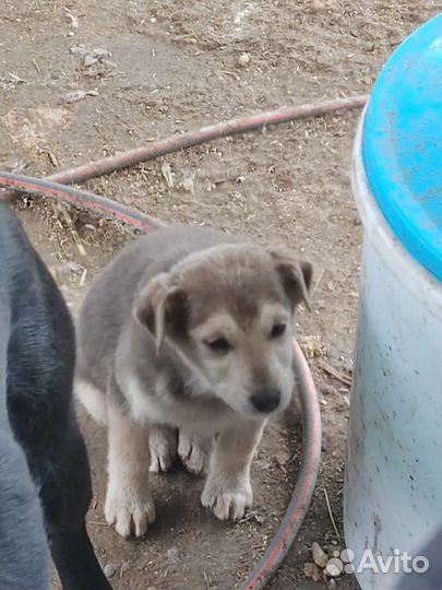 Щеноки в добрые руки
