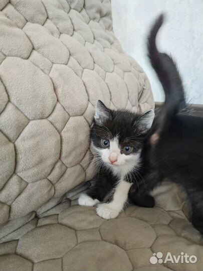 Коты в добрые руки