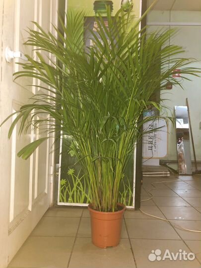 Пальма арека