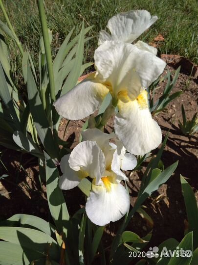 Ирисы бородатые