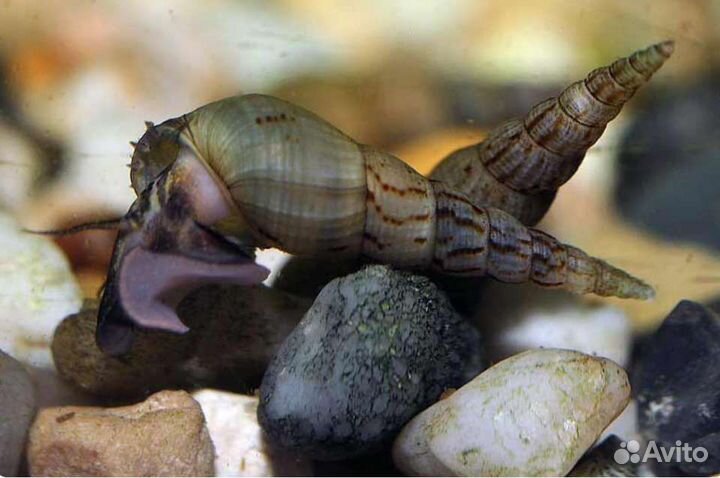 Улитки аквариумные ампулярии