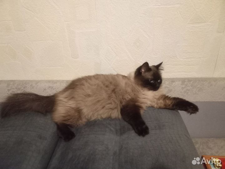 Отдадим кота
