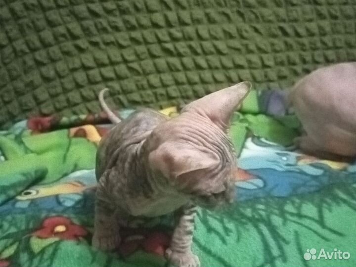 Донской сфинкс котята