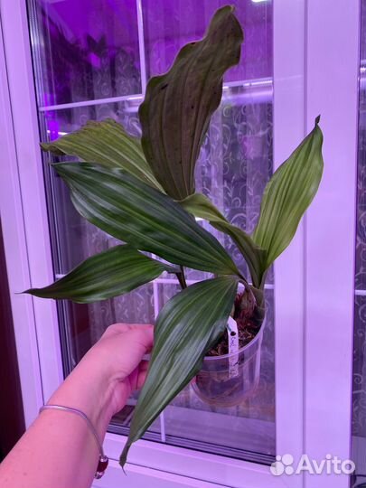 Coelogyne velutina white