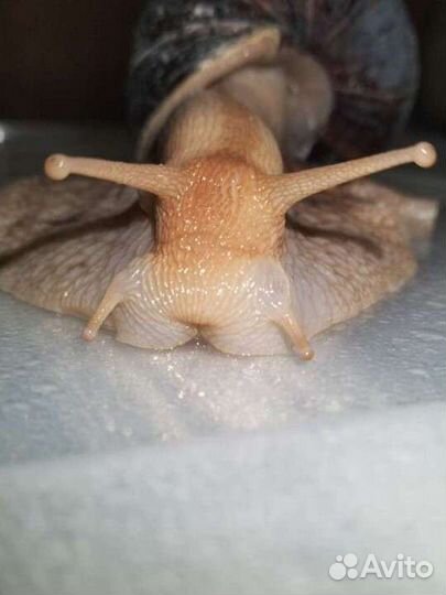 Улитки Ахатины Иммакулята