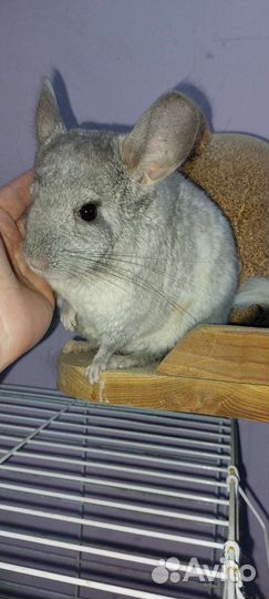 Семья шиншилл