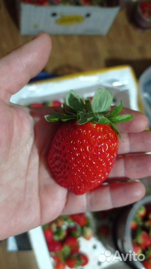 Клубника оптом