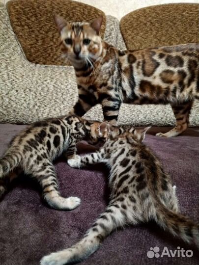 Бенгальские котята