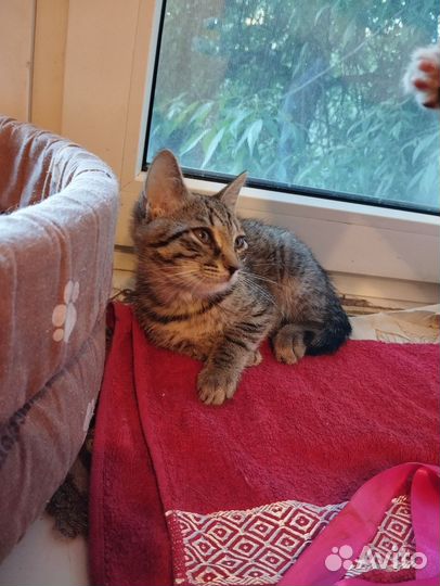 Маленькая кошечка