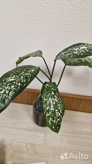 Диффенбахия