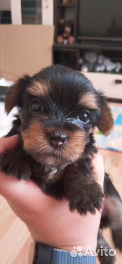 Йоркширский терьер мини