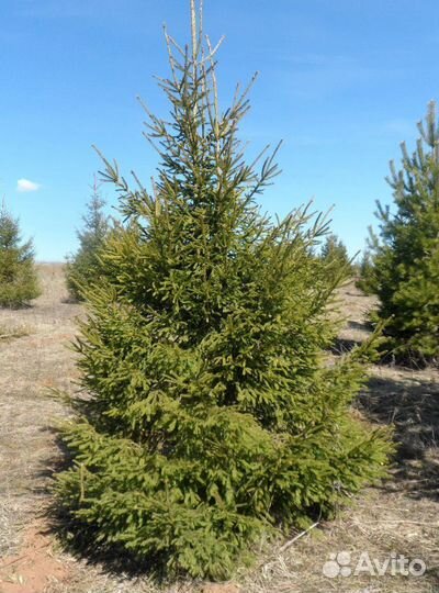 Ель обыкновенная 3-4 метра