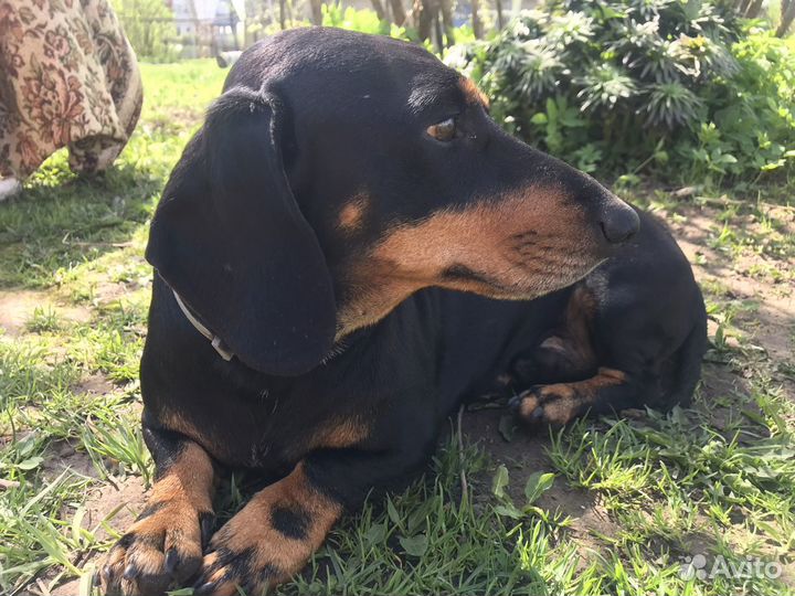 Такса для вязки (кобель)