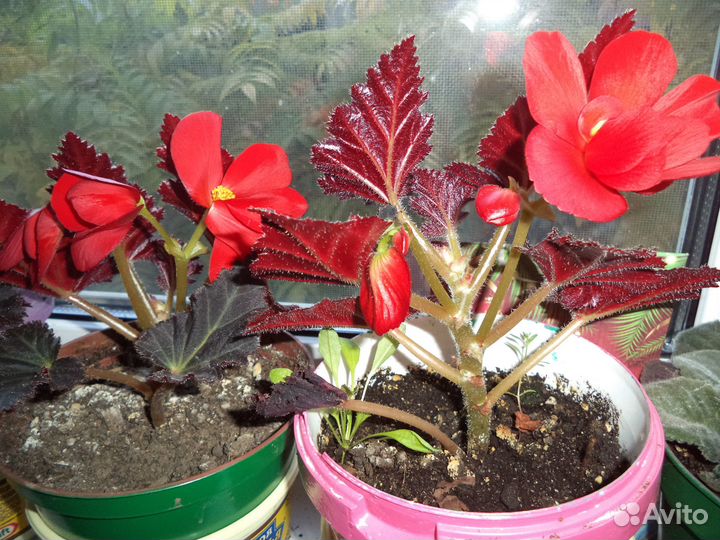 Комнатные цветы