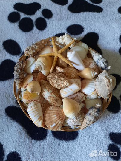 Морские ракушки разные