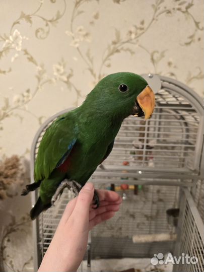 Благородный попугай эклектус