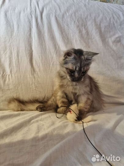 Кошка ищет дом