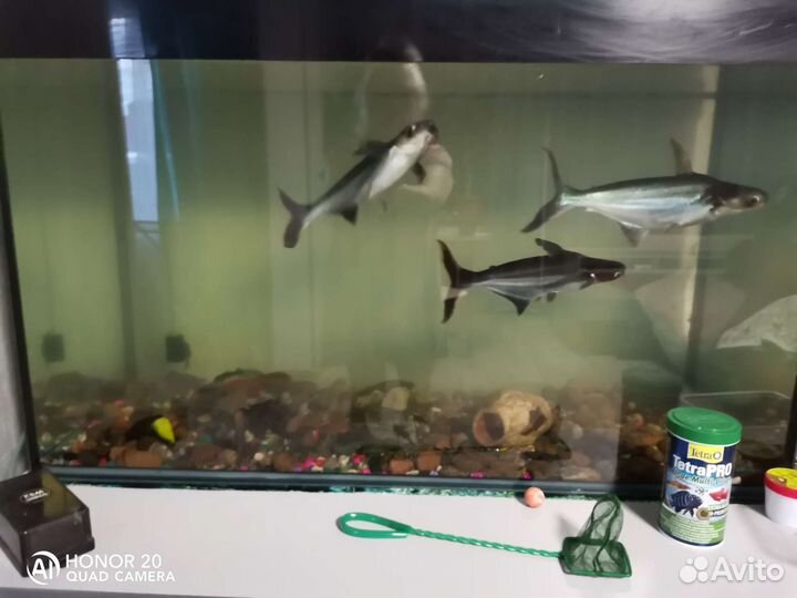 Аквариумные рыбки