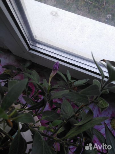 Комнатные цветы