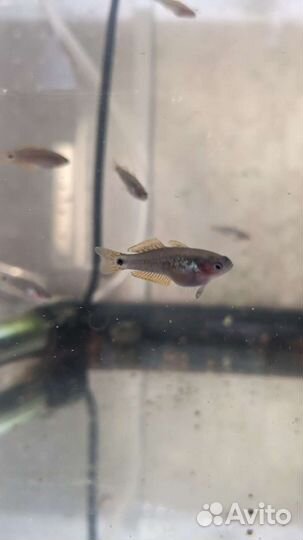 Рыбка в аквариум Элеотрис ковровый
