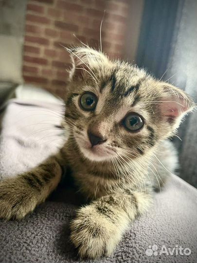 В добрые руки мальчикнайден на улице