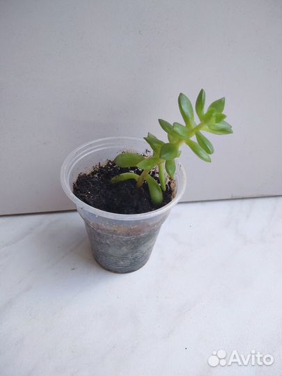 Суккуленты