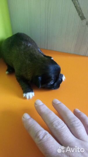 Щенки пекинеса Красноярский край