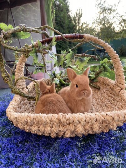 Настоящие мини кролики