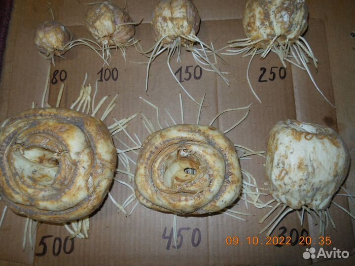 Рябчик Императорский -рябчик Персидский (луковицы)