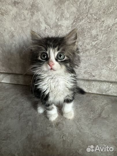 Котенок в добрые руки