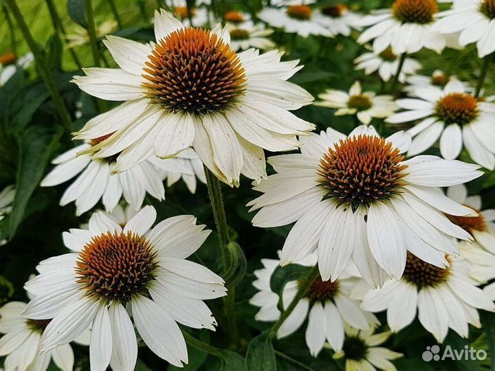 Многолетники декоративные весь сезон