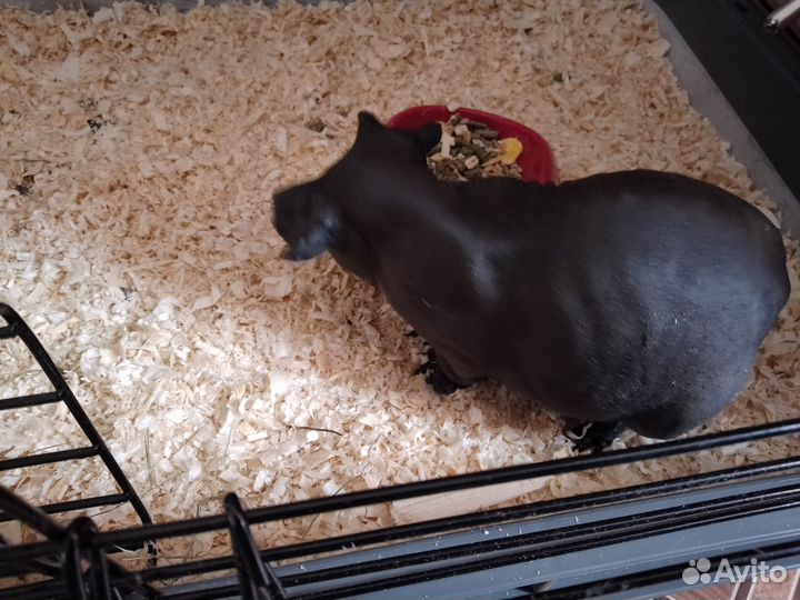 Морская свинка скинни с клеткой