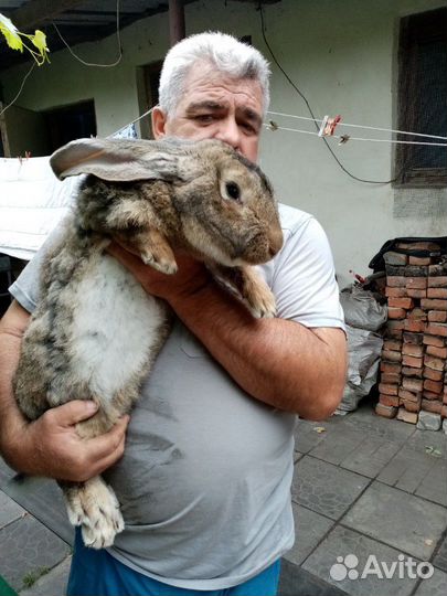 Кролики