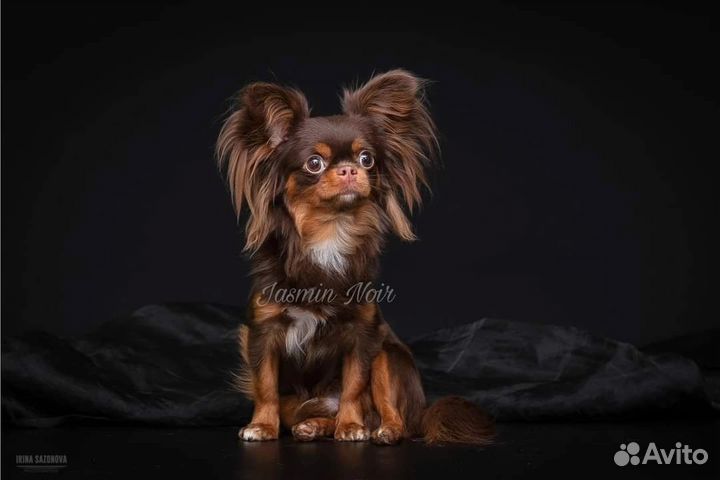 Чихуахуа кобель на вязки