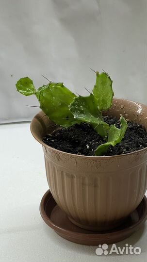 Прелестный молочай