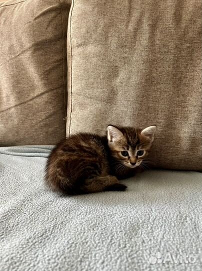 Котенок в хорошие руки