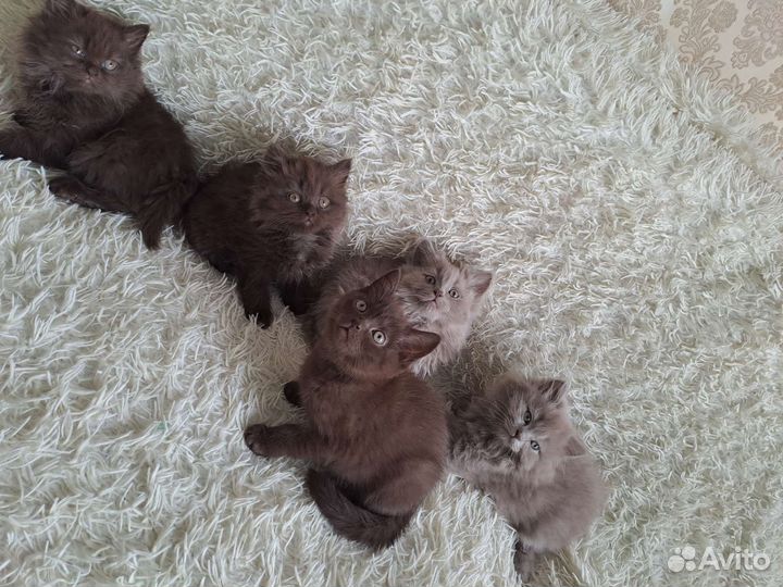 Британские котята