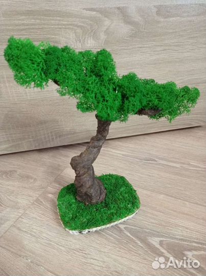 Дерево бонсай