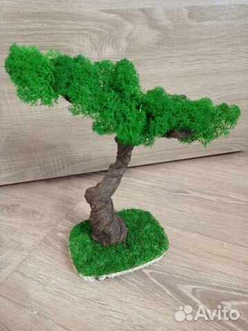 Дерево бонсай