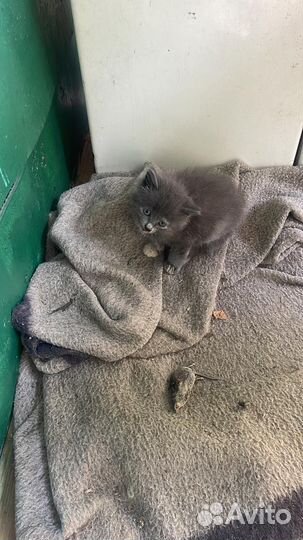 Котята