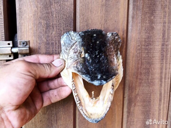 Голова щуки