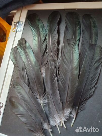 Перья птиц