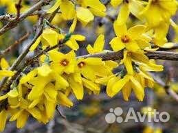 Форзиция саженцы