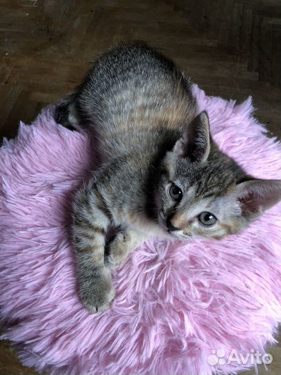 Умные котята в добрые руки