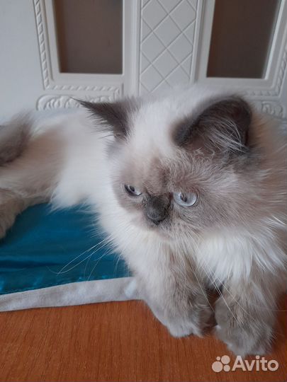 Шотландский мальчик