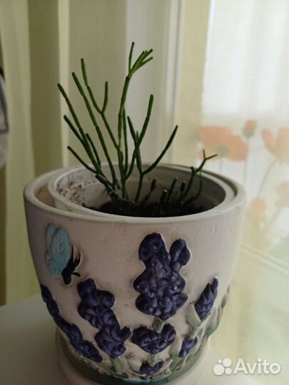 Молочай тирукалле (каучуконосный молочай)