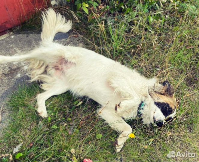 Собака ищет дом